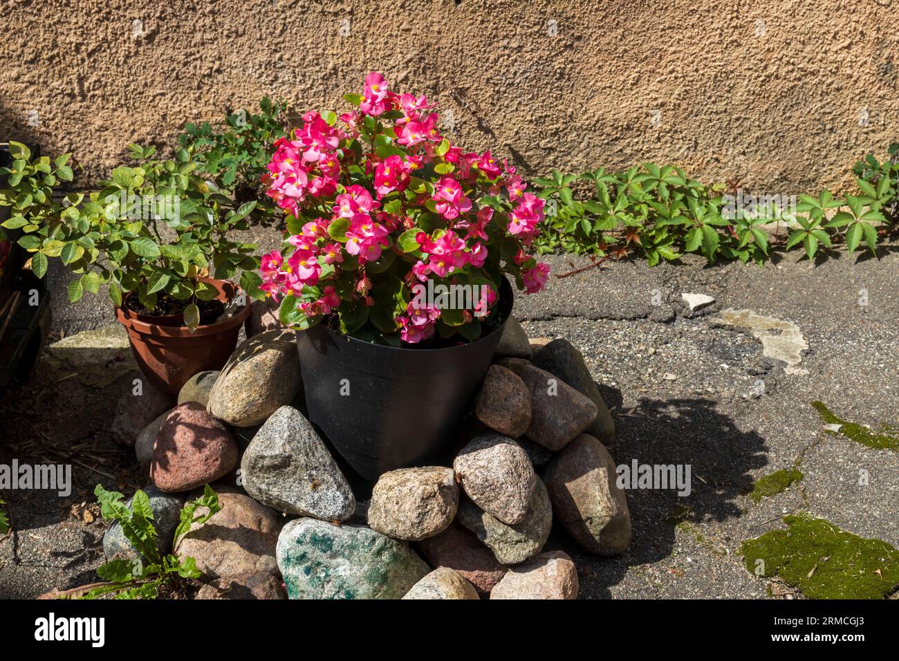Begonia in vaso decora la veranda del ristorante Foto Stock