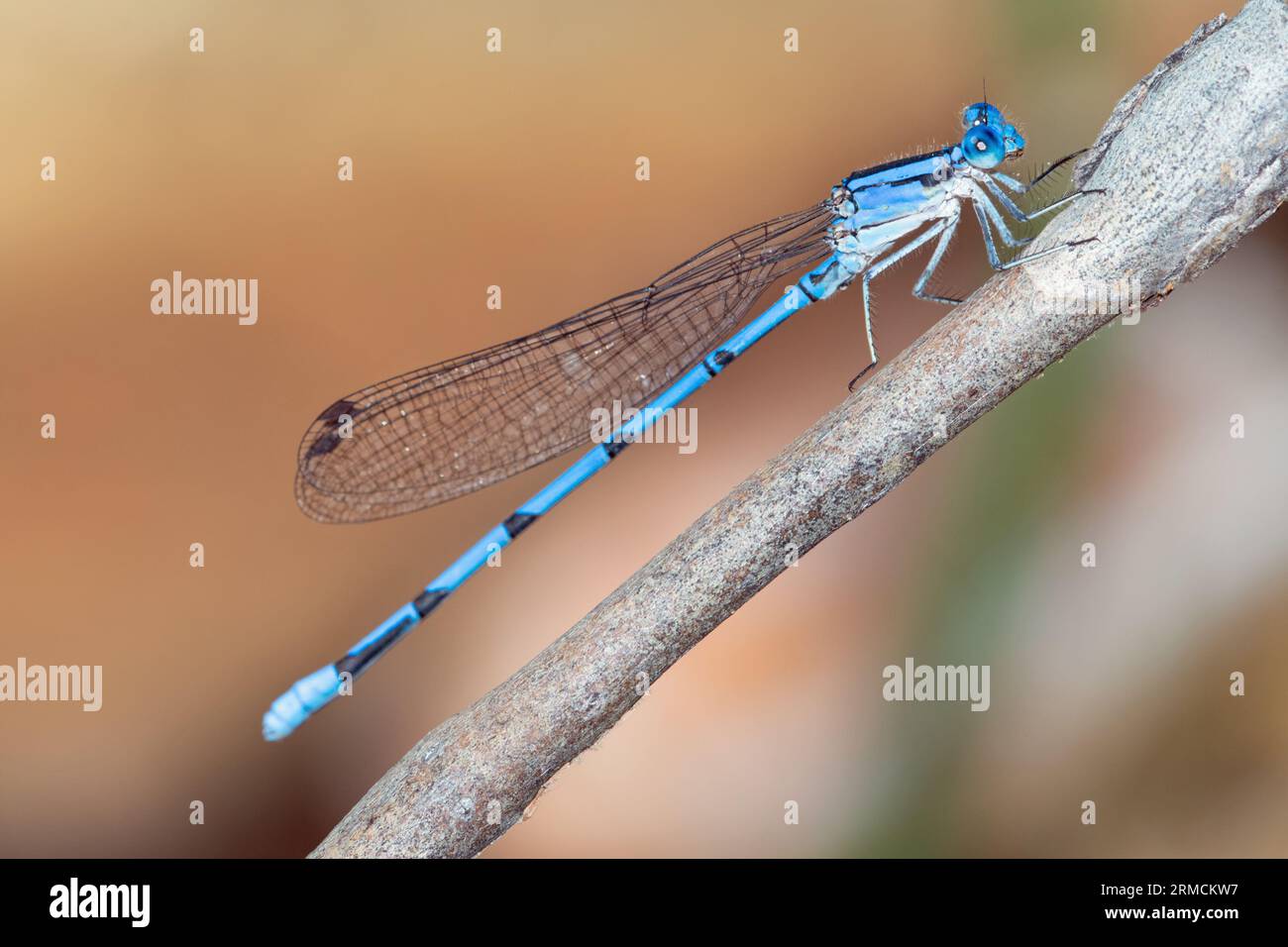 Comune Damselfly blu (Enallagma cyathigerum) Foto Stock