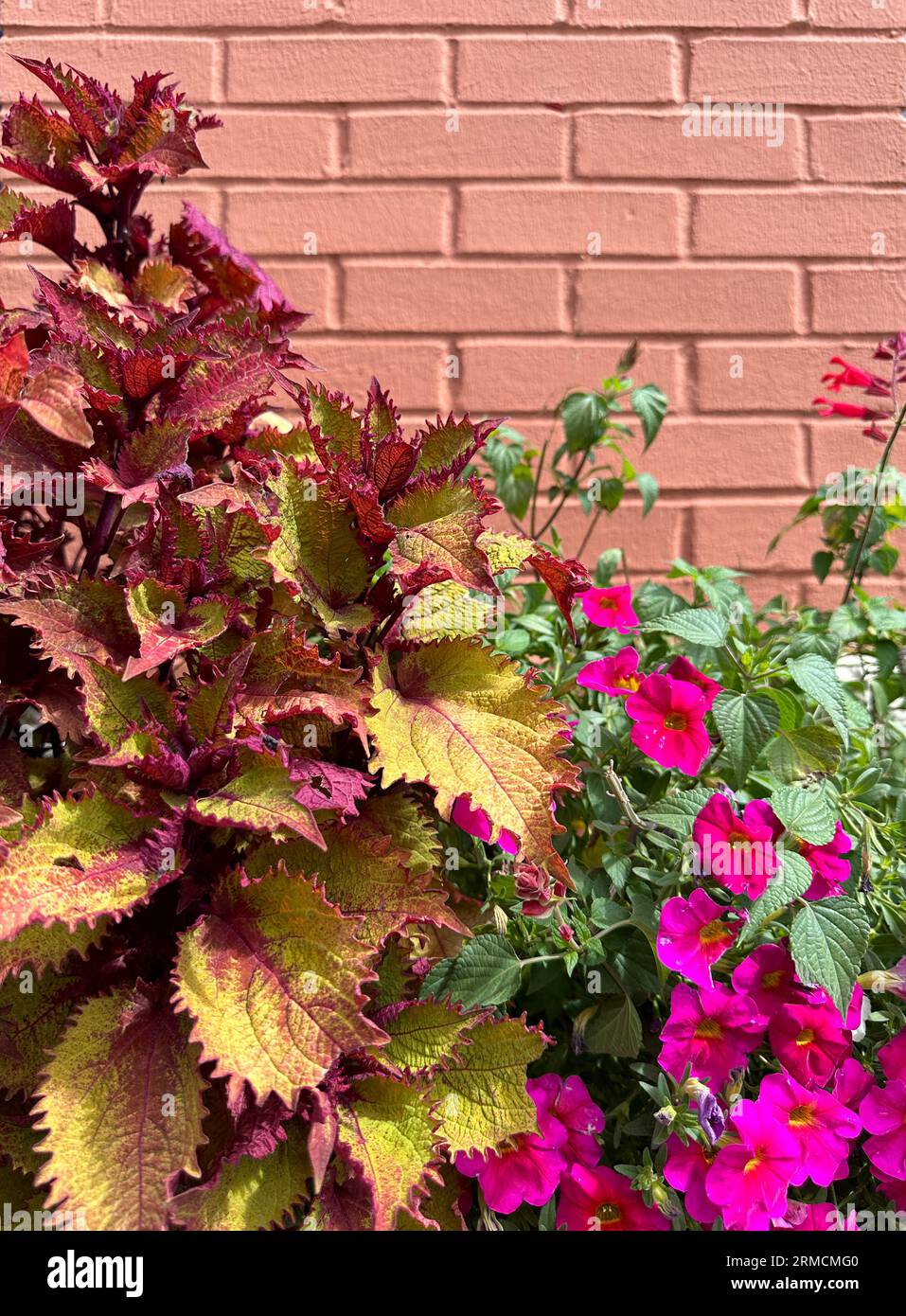 Guarda i fiori di Coleus sani e le petunie contro il muro di mattoni rossi dello spazio di testo. Rosso, rosa e verde con spazio di testo nell'angolo destro su mattoni rossi luminoso. Foto Stock