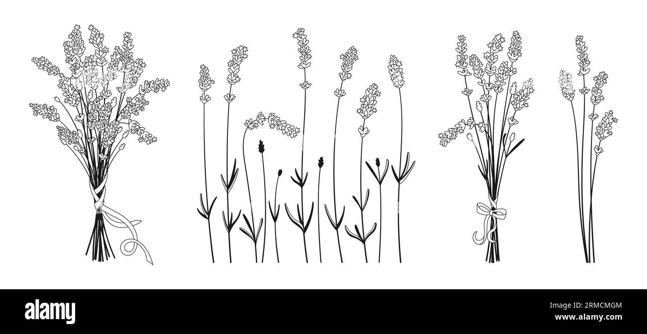 Rametto e bouquet di fiori di lavanda, set di linee di design a base di erbe. Monogramma di erbe da sposa e bordo disegnati a mano, corona di foglie eleganti. Cornice rustica e alla moda botanica per cartoline di invito e poster Illustrazione Vettoriale Rametto e bouquet di fiori di lavanda, set di linee di design a base di erbe. Monogramma di erbe da sposa e bordo disegnati a mano, corona di foglie eleganti. Cornice rustica e alla moda botanica per cartoline di invito e poster Illustrazione Vettoriale
