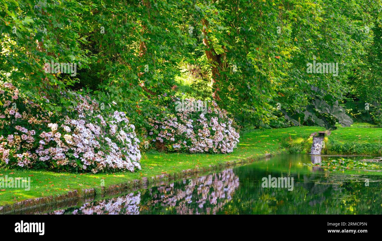 Arbusti e laghi fioriti estivi nei terreni del Castello di St Fagans, Cardiff Foto Stock