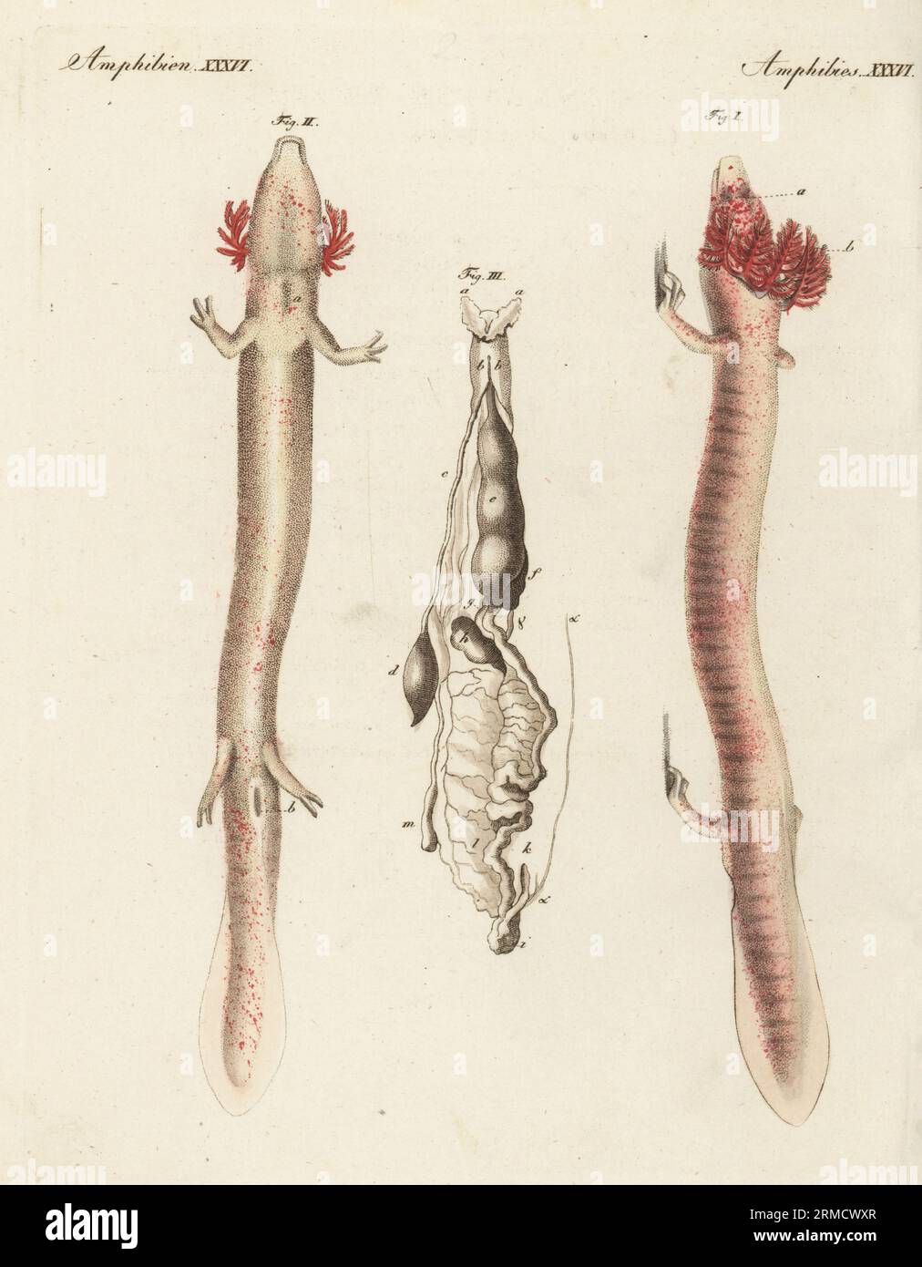 OLM o proteus, Proteus anguinus, vulnerabile. Dorsale i, ventrale II e organi interni III. Incisione in copperplate a mano da Carl Bertuch's Bilderbuch fur Kinder (Picture Book for Children), Weimar, 1815. Un'enciclopedia in 12 volumi per bambini illustrata con quasi 1.200 tavole incise su storia naturale, scienza, costume, mitologia, ecc., pubblicato dal 1790-1830. Foto Stock