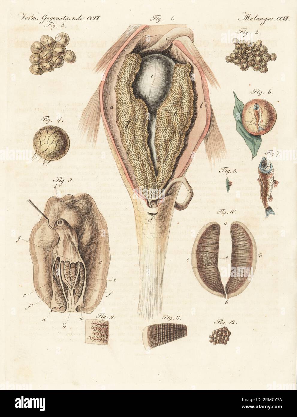 Anatomia della generazione della carpa comune, Cyprinus carpio, e cozze brune, Perna perna. Carpa a fette aperta per rivelare ovaie 1, uova di carpa 2-6, carpa giovane 7, cozze 8, ovaie di cozze 9-11, e glochidia (uova di cozze) 12. Incisione in copperplate a mano da Carl Bertuch's Bilderbuch fur Kinder (Picture Book for Children), Weimar, 1815. Un'enciclopedia in 12 volumi per bambini illustrata con quasi 1.200 tavole incise su storia naturale, scienza, costume, mitologia, ecc., pubblicato dal 1790-1830. Foto Stock