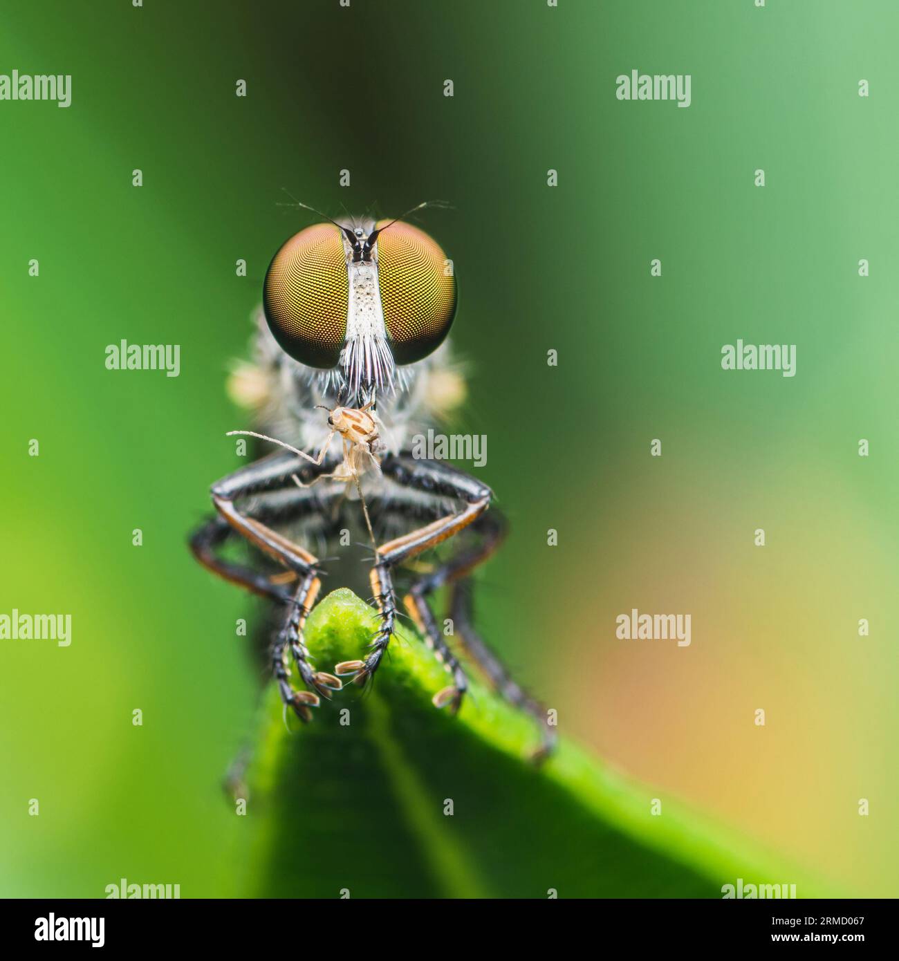 Rapinatore vola (Asilidae) con la sua preda su foglie verdi, Macro shot e sfondo naturale, messa a fuoco selettiva. Foto Stock