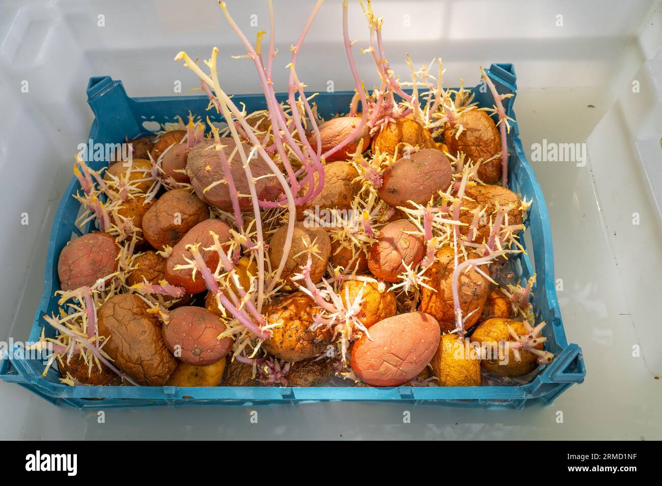 Una scatola di plastica con patate germogliate è immersa in un liquido con un disinfettante Foto Stock