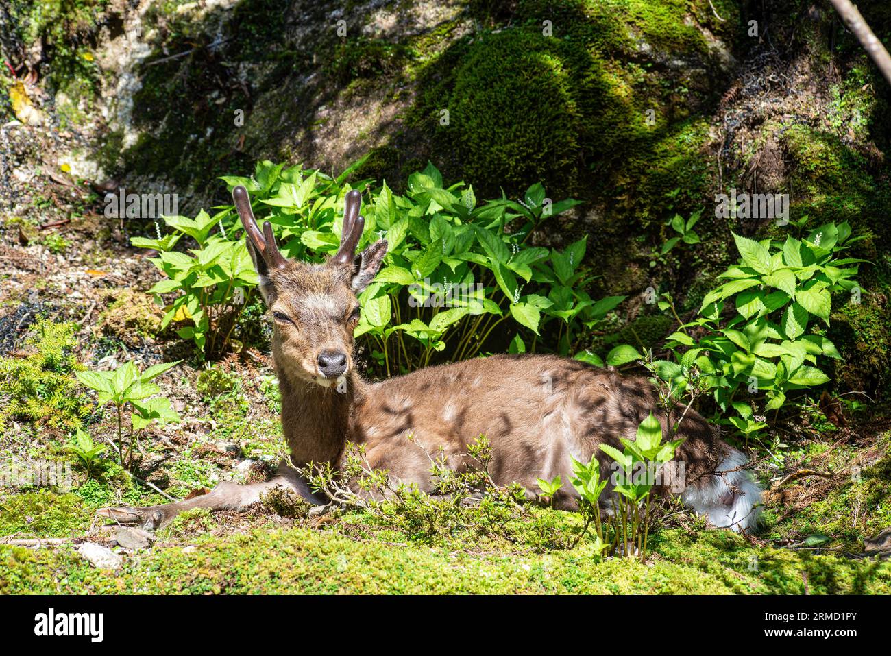 Cervo Yaku sika, giovane cervo con palchi di velluto, isola di Kakushima, Giappone Foto Stock