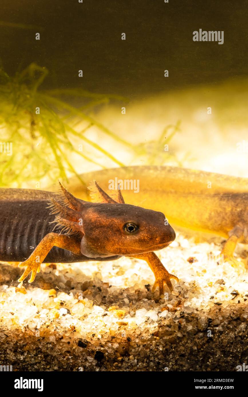 Primo piano di due piccoli novellini himalayani o salamandre himalayane che mostrano branchie esterne mentre trascorrono la loro vita in acqua. Foto Stock