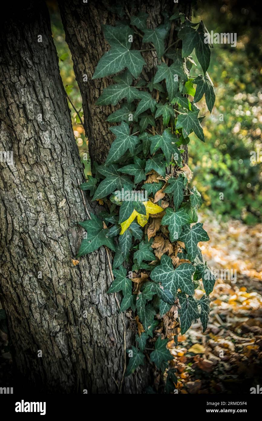 edera verde su un albero in una foresta in autunno Foto Stock