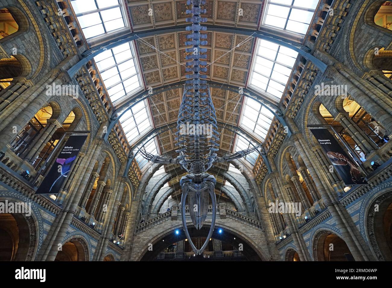 Scheletro di balena azzurra chiamato "HOPE" nel Museo di storia naturale, il centro di eccellenza del Regno Unito per la tassonomia e la biodiversità degli esemplari - Regno Unito Foto Stock