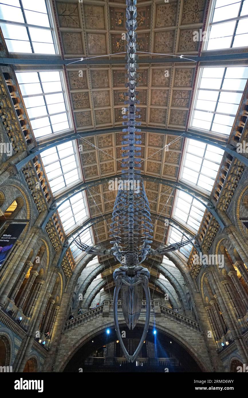 Scheletro di balena azzurra chiamato "HOPE" nel Museo di storia naturale, il centro di eccellenza del Regno Unito per la tassonomia e la biodiversità degli esemplari - Regno Unito Foto Stock