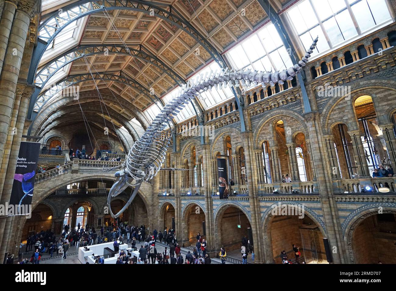 Scheletro di balena azzurra chiamato "HOPE" nel Museo di storia naturale, il centro di eccellenza del Regno Unito per la tassonomia e la biodiversità degli esemplari - Regno Unito Foto Stock