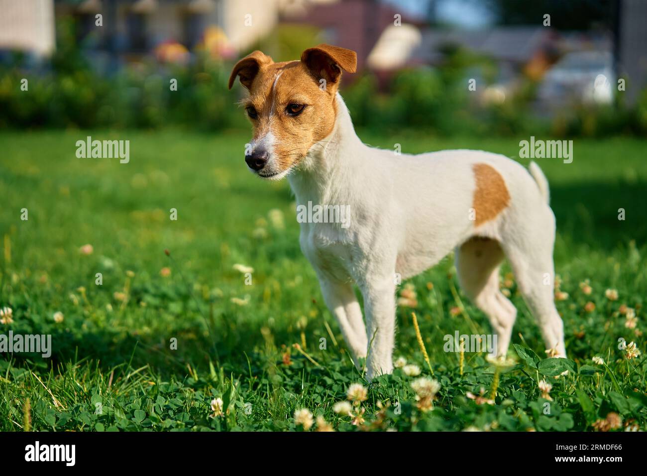 Cane che cammina sul prato con erba verde il giorno d'estate. Animali domestici attivi all'aperto. Grazioso ritratto di Jack Russell terrier Foto Stock