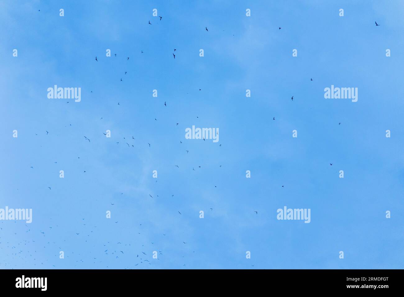 Pipistrelli messicani dalla coda libera che volano sul cielo di Austin al crepuscolo d'estate per sfamarsi Foto Stock