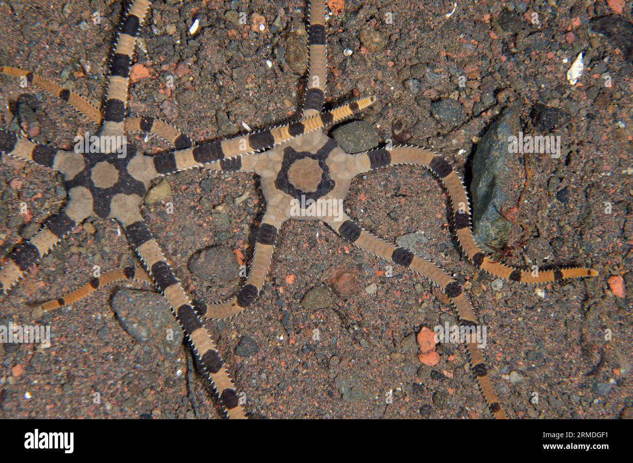 Coppia di Banded Brittle Stars, Ophiolepsis superba, immersione notturna, Scuba Seraya House Reef, Seraya, Karangasem, Bali, Indonesia Foto Stock