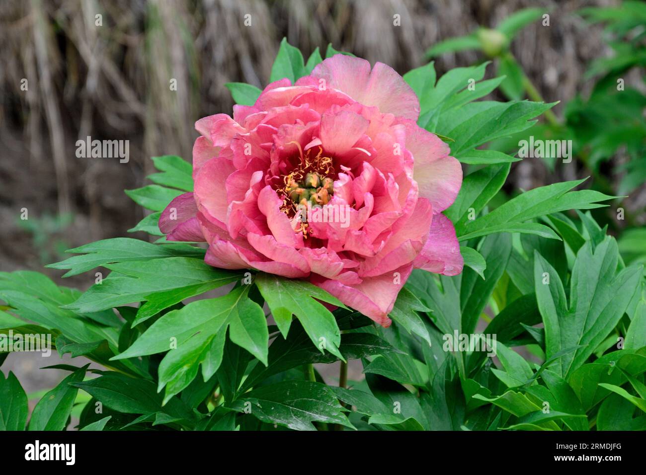 Deliziosa varietà di fiori di peonia Pink Double Dandy con profumati semi-doppi e doppi fiori, rosa con un tocco di lavanda. Delicata, sottile e setosa p Foto Stock