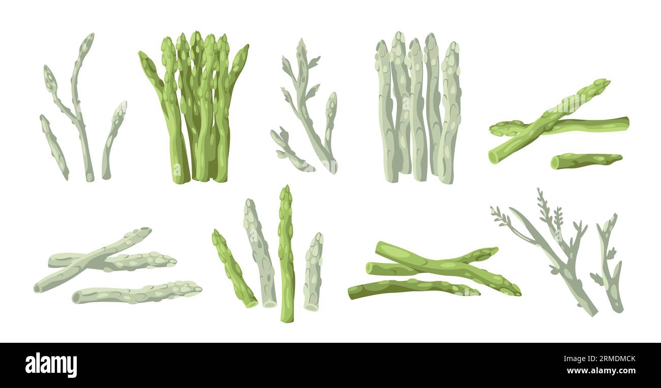 Raccolta di asparagi. Gambo intero biologico coltivato e non cotto, bastoncino di asparagi con foglie e boccioli per cucinare. Set vegetariano vettoriale Illustrazione Vettoriale