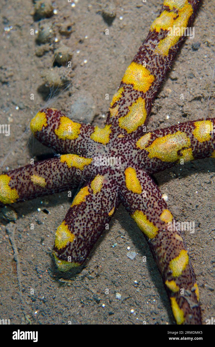 Comb Jelly, Coeloplana sp, Group on Luzon Sea Star, Echinaster luzonicus, Melasti dive site, Seraya, Karangasem, Bali, Indonesia Foto Stock