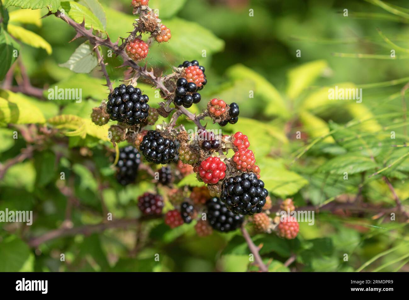 More crescente Foto Stock