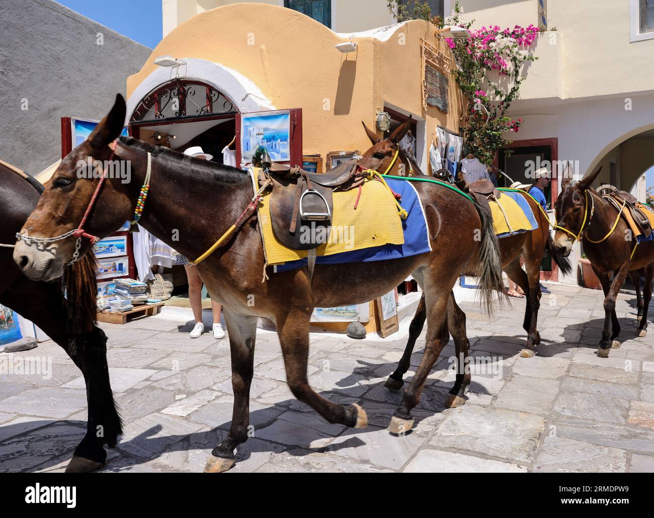 Oia, Santorini, Grecia - 3 luglio 2021: Asini per le strade di Oia sull'isola di Santorini. Grecia Foto Stock