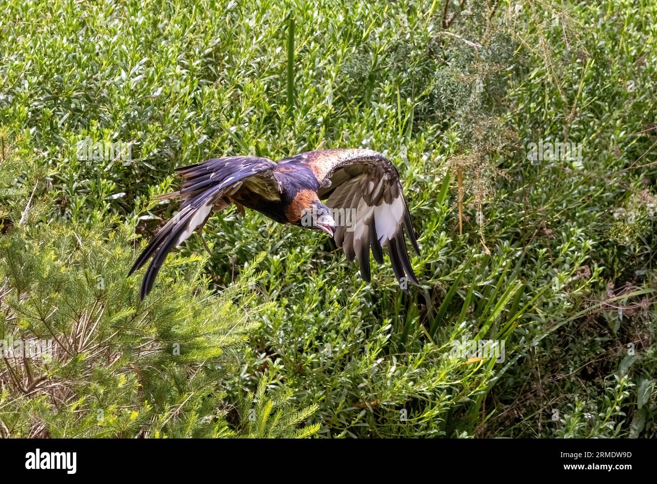 Buzzarda al petto nero, Hamirostra melanosternon, in volo su sfondo verde. Un grande raptore endemico dell'Australia. Foto Stock