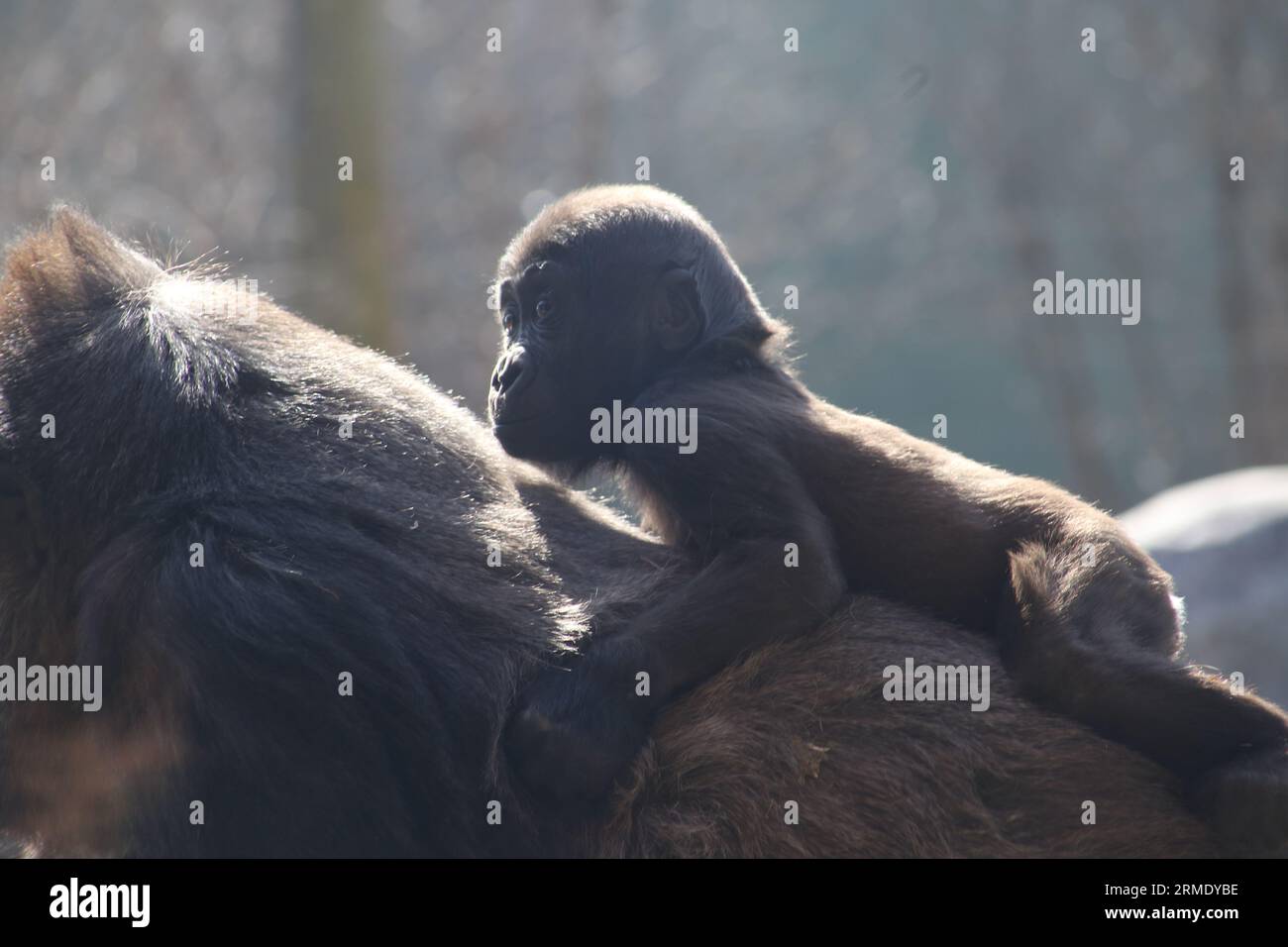 Mamma che porta il piccolo gorilla sulla schiena Foto Stock
