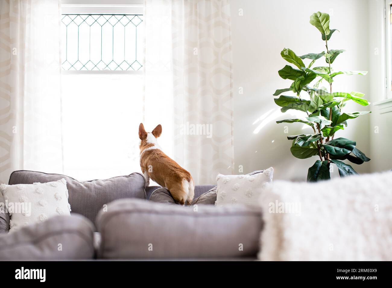 Cane Corgi in piedi sul cuscino del divano che guarda fuori dalla finestra all'interno Foto Stock