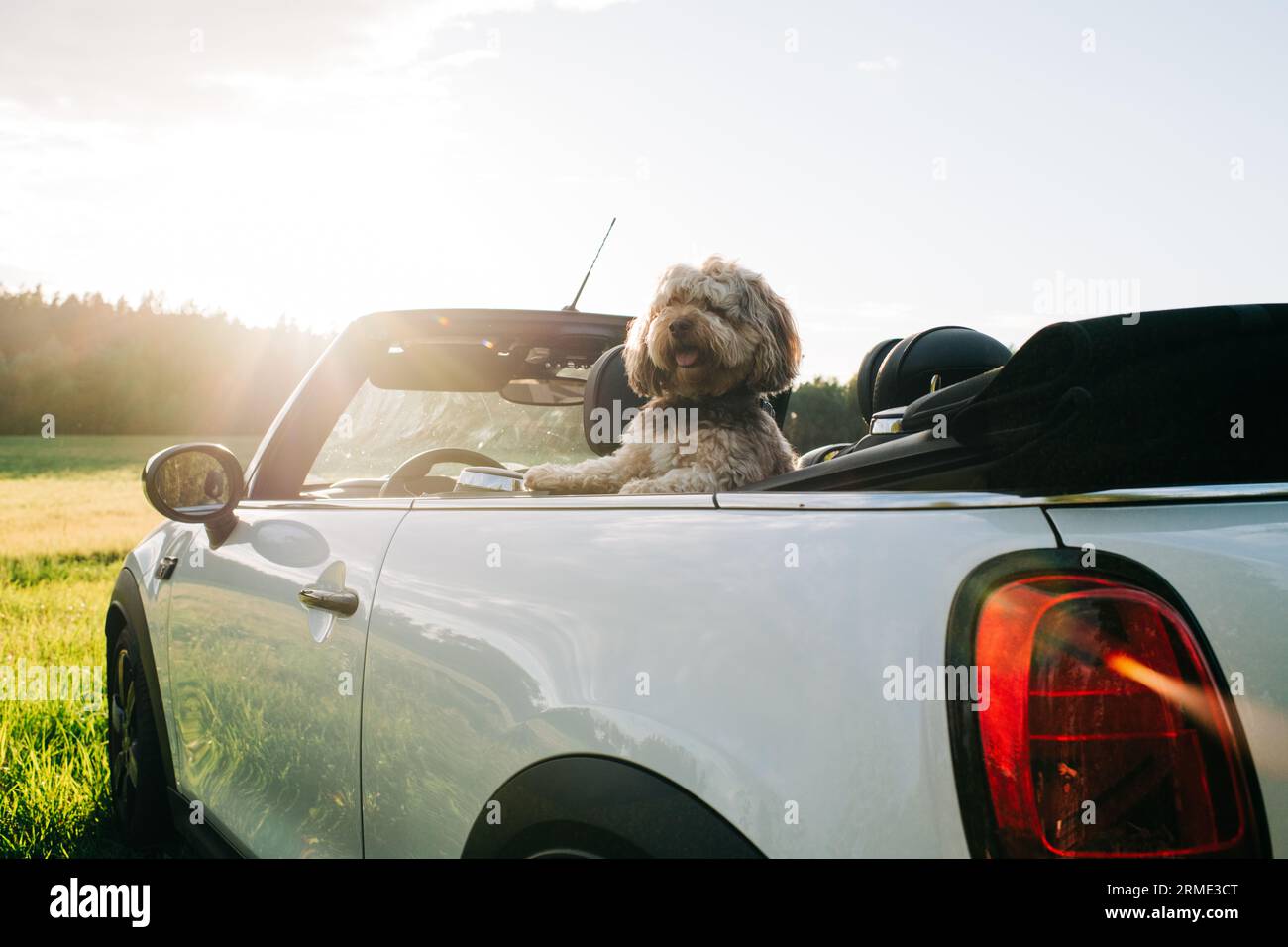 un cane carino che guarda su un'auto decappottabile al tramonto Foto Stock