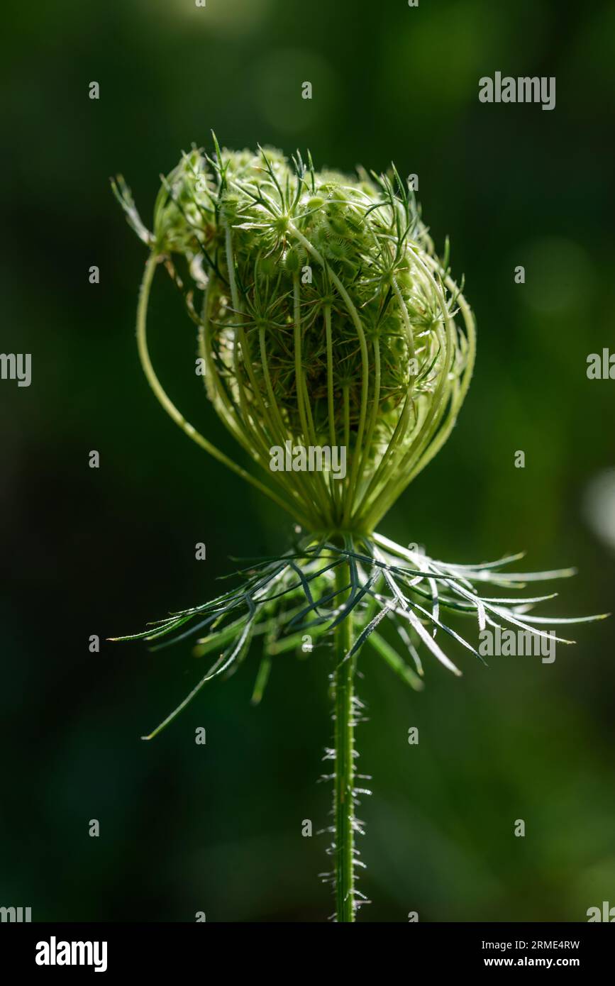 Daucus carota. Carota selvatica europea, nido d'uccello, pizzo del vescovo. Foto Stock