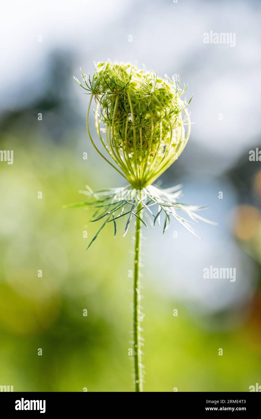 Daucus carota. Carota selvatica europea, nido d'uccello, pizzo del vescovo. Foto Stock