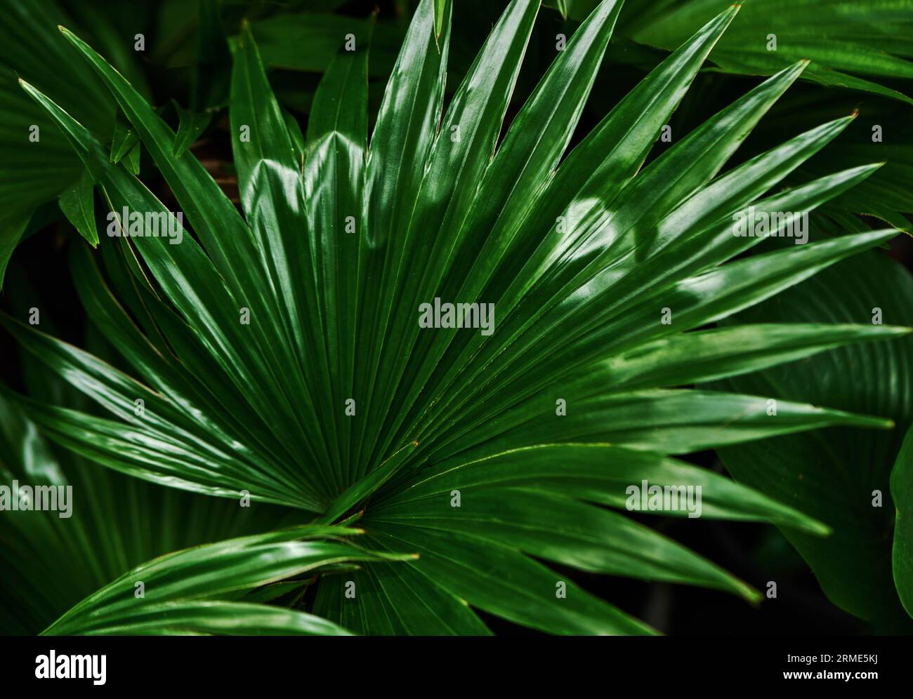 Verde fresco di foglie di palma Foto Stock