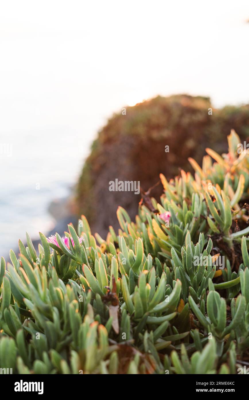 Un primo piano di piante naturali sulla costa di San Jose, California Foto Stock
