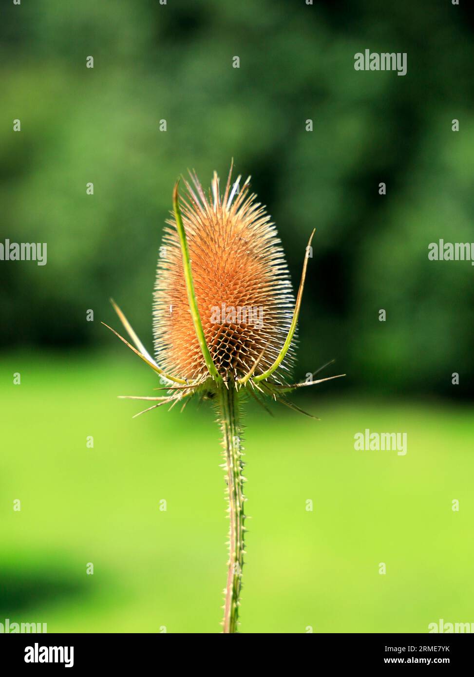 Teasel Dipsacus fullonum Foto Stock