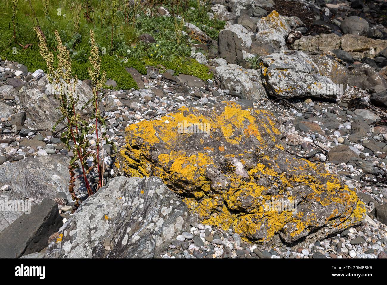 Dock, Rocks and Common Orange lichen, Xanthoria parietina, Murlough Bay, Irlanda del Nord, Regno Unito Foto Stock