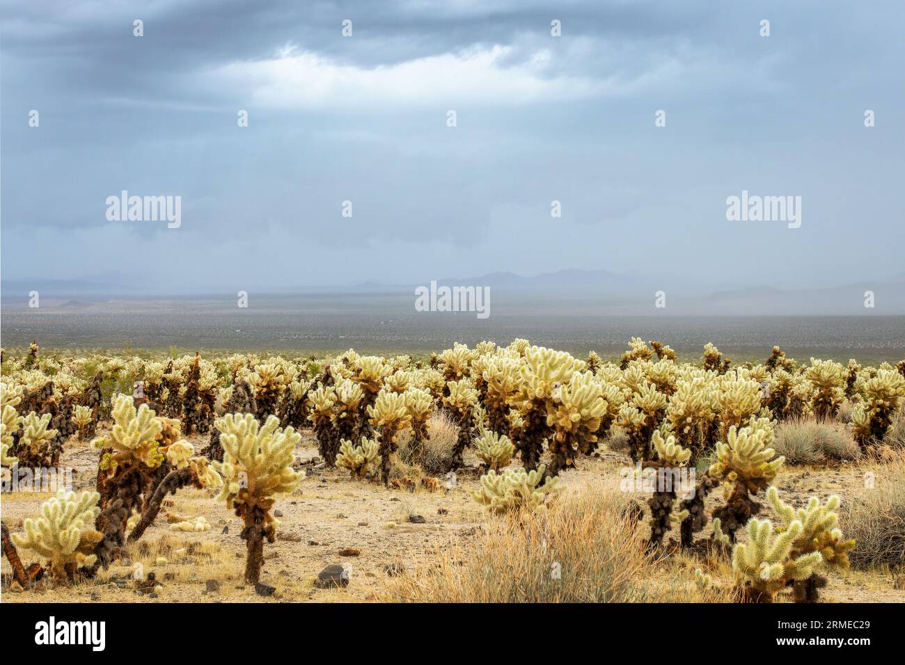 Il cactus di Cholla ed il cielo drammatico e tempestoso con le nubi scure nel parco nazionale di Joshua Tree, California Foto Stock