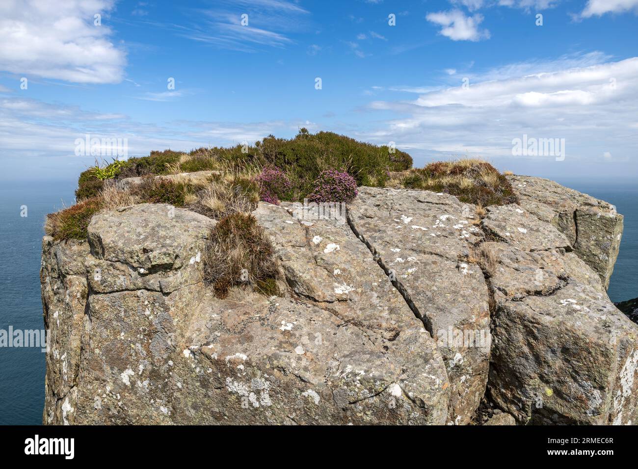 Heather e altre piante su falesia, Fairhead Cliffs, Irlanda del Nord, Regno Unito Foto Stock