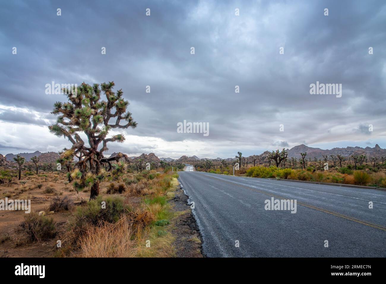 Strada e cielo scuro durante una tempesta nel parco nazionale Joshua Tree, California Foto Stock
