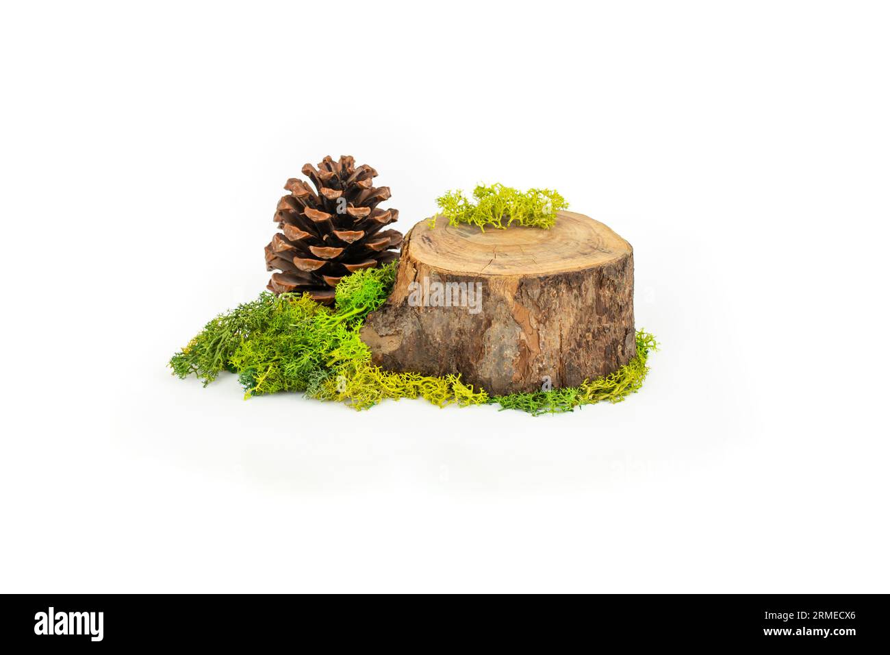 Sezione trasversale del tronco d'albero con lichene stabilizzato e cono di pino, impostazione per la visualizzazione naturale del prodotto, isolata su sfondo bianco Foto Stock