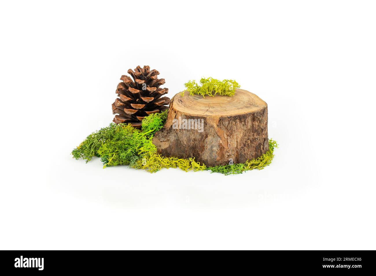 Sezione trasversale del tronco d'albero con lichene stabilizzato e cono di pino, impostazione per la visualizzazione naturale del prodotto, isolata su sfondo bianco Foto Stock