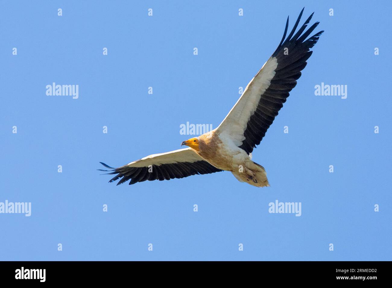 Avvoltoio egiziano (Neophron percnopterus), adulto in volo visto dal basso, Basilicata, Italia Foto Stock