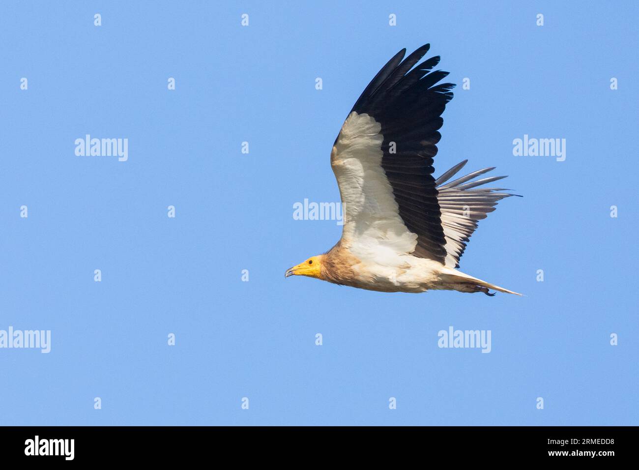 Avvoltoio egiziano (Neophron percnopterus), vista laterale di un adulto in volo, Basilicata, Italia Foto Stock