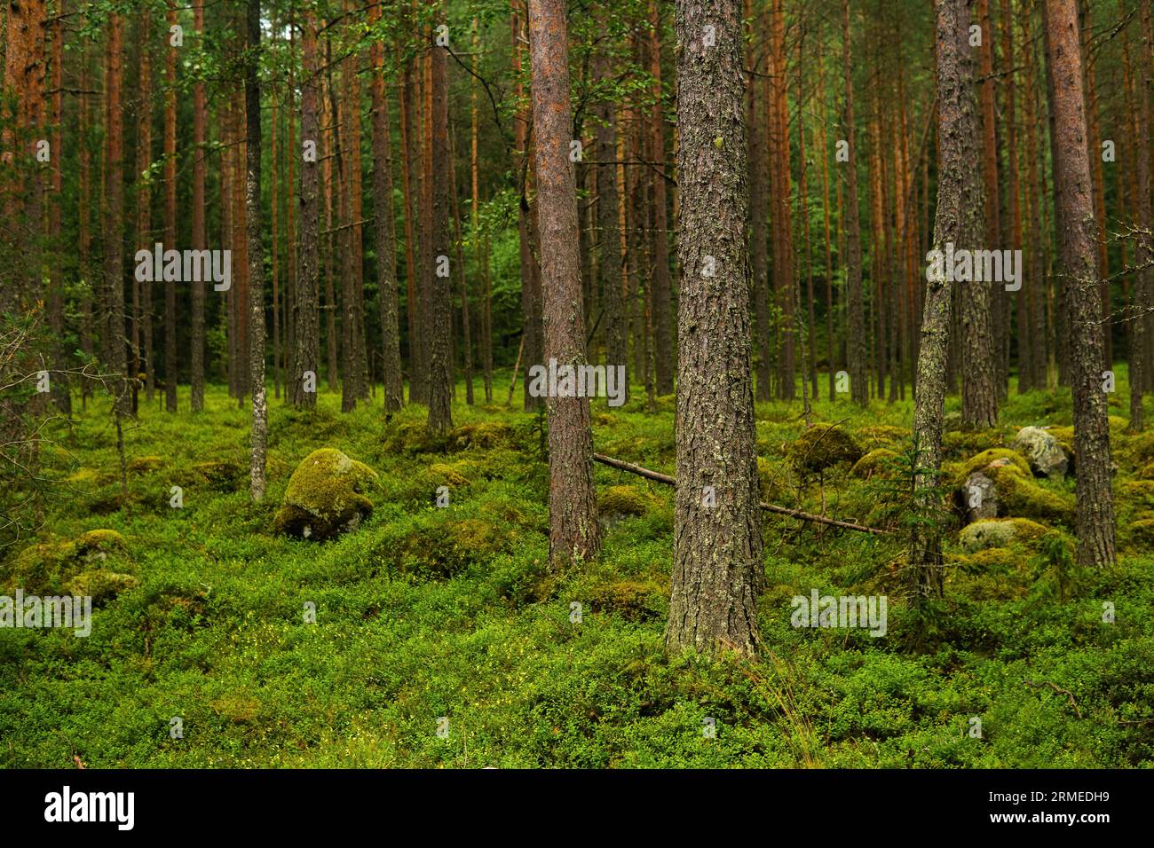 paesaggio naturale, foresta boreale di pini con sottobosco di muschi, taiga di conifere con rocce muscolose Foto Stock