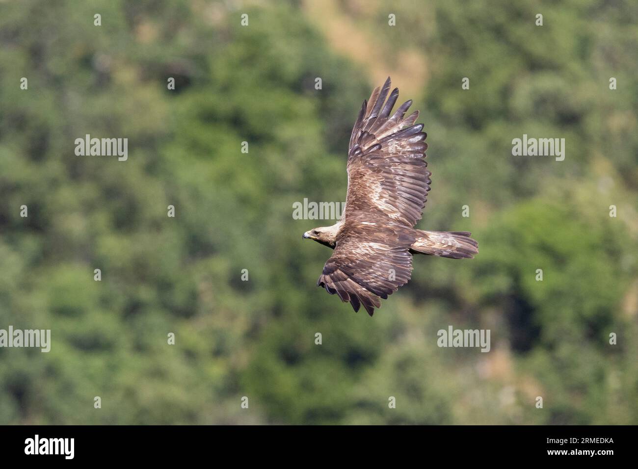 Aquila reale (Aquila chrysaetos), adulto in volo visto dall'alto, Campania, Italia Foto Stock