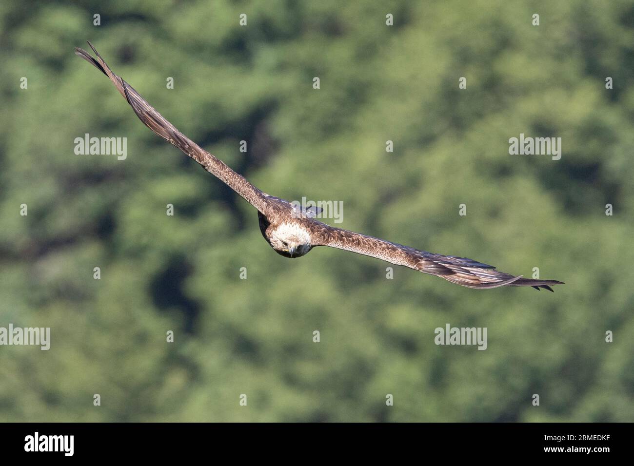 Golden Eagle (Aquila chrysaetos), vista frontale di un adulto in volo, Campania, Italia Foto Stock