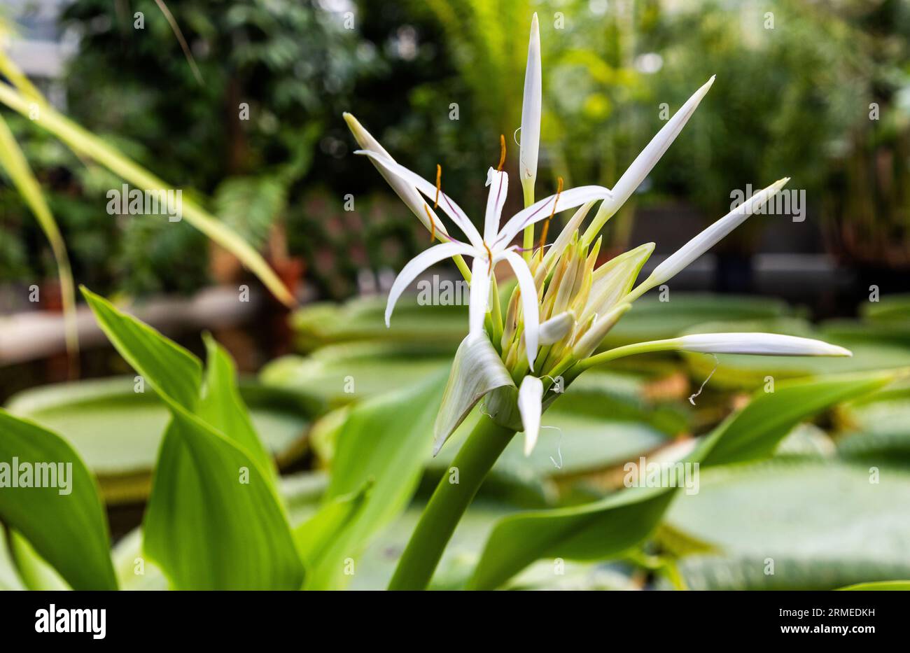 Il Giardino Botanico dell'Università di Uppsala (in svedese: Botaniska trädgården), vicino al Castello di Uppsala, è il principale giardino botanico appartenente all'Università di Uppsala. Nella foto: Crinum asiaticum, comunemente noto come bulbo velenoso, giglio crinum gigante, giglio crinum grande, o giglio ragno, nella serra tropicale. Foto Stock