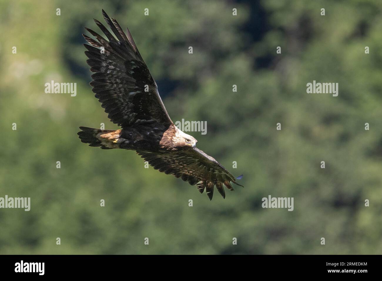 Aquila reale (Aquila chrysaetos), adulto in volo visto da sotto, Campania, Italia Foto Stock