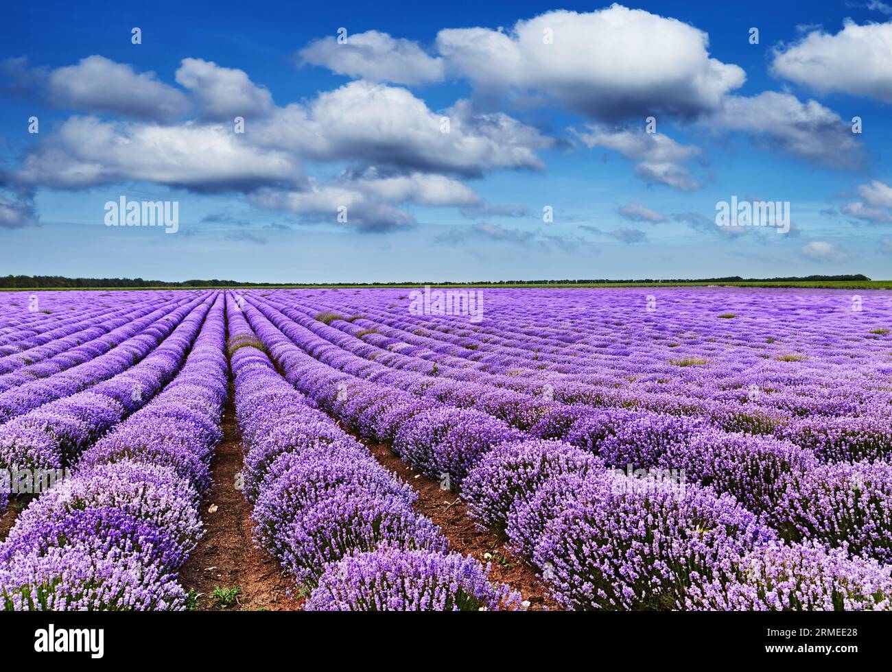 Paesaggio con campo di lavanda fiorente e cielo blu Foto Stock