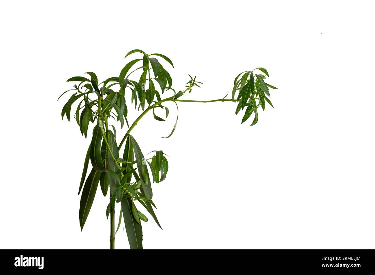 pianta a foglia verde isolata su bianco Foto Stock
