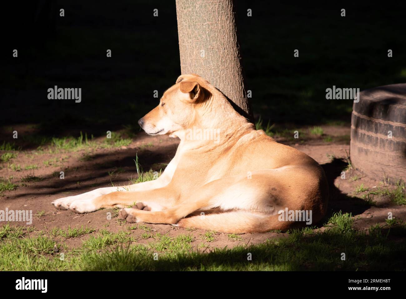 Il dingo è un cane selvatico australiano Foto Stock