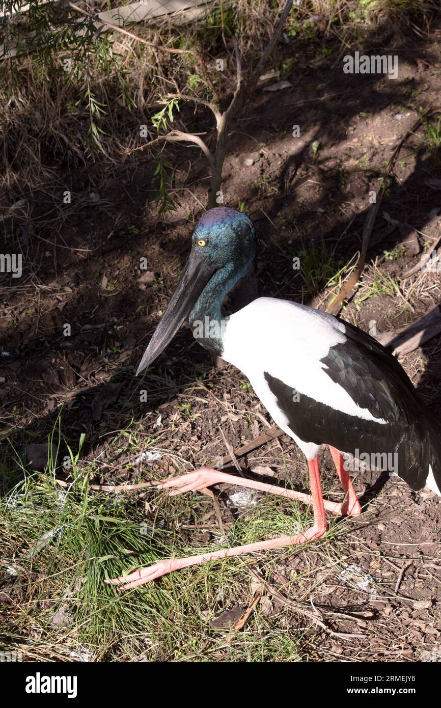 Il Jabiru o cicogna dal collo nero è un uccello d'acqua bianco e nero alto 1,3 m e ha un'apertura alare di circa 2 m. Foto Stock