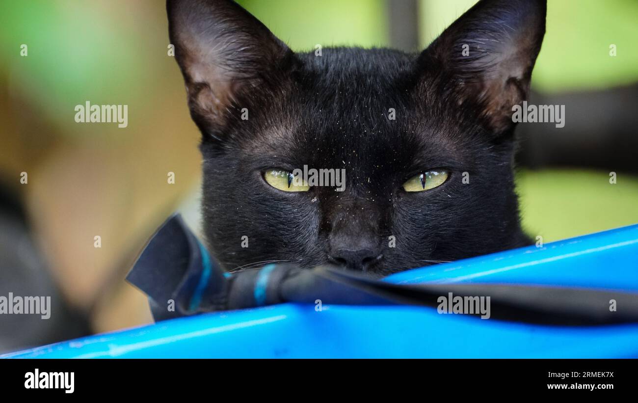 gatto nero scuro che guarda nella fotocamera Foto Stock